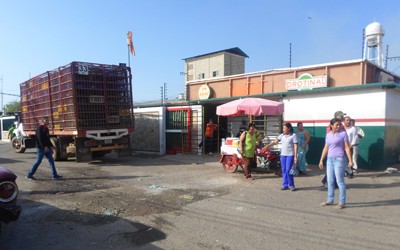 1490 3D pollos
